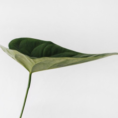 B-For Planet: impulso de iniciativas estratégicas sostenibles